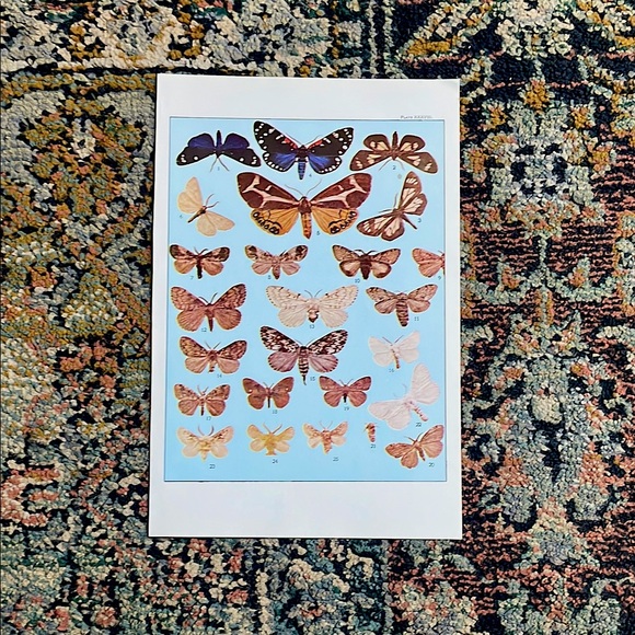 Vintage Moth Butterfly Print - Picture 9 of 9